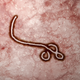 Illustration for article titled Ebola Could Be Leading to a Massive Food Crisis in West Africa